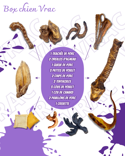 Box chien vrac