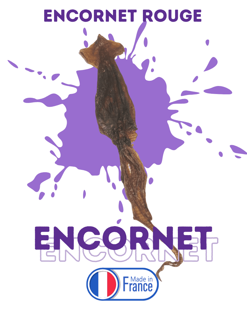 encornet rouge