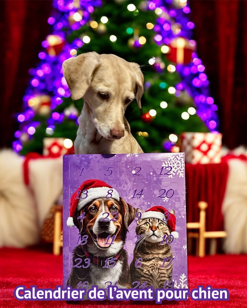 Calendrier de l'avent chien